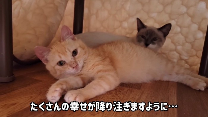 寝そべる子猫