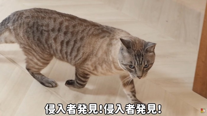 テロップ「侵入者発見!~」