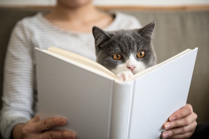 本を読む猫