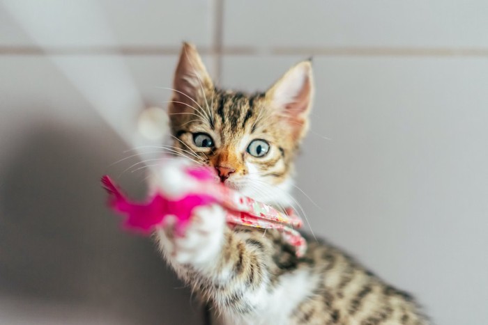 おもちゃで遊ぶ子猫