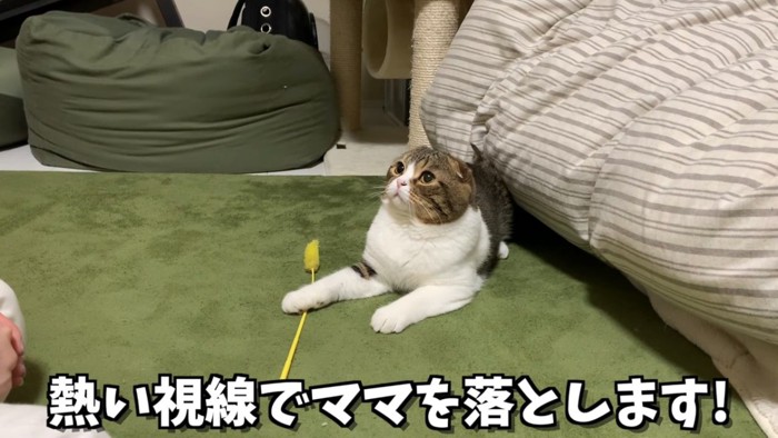 猫じゃらしを前足で踏みながら上を向く猫