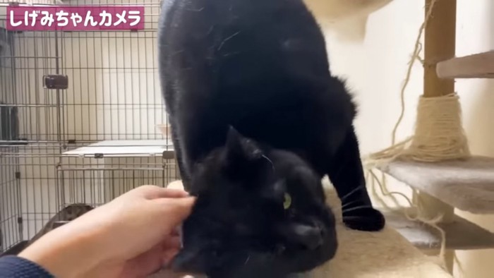 首をなでられる猫