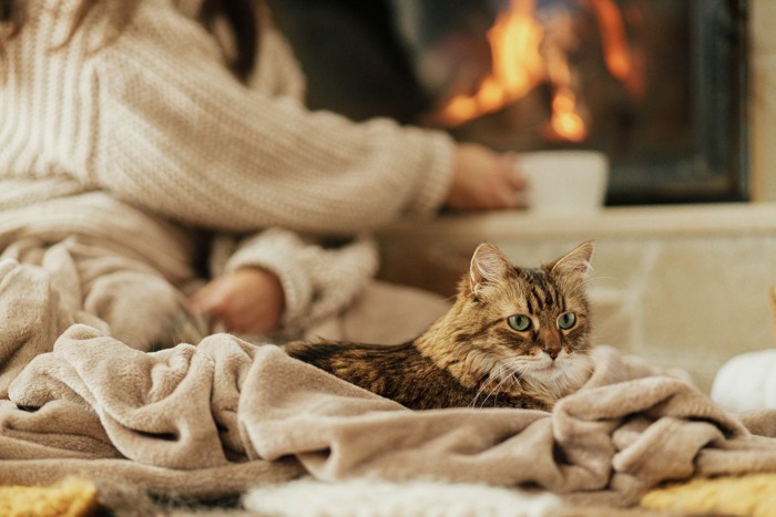 適度な距離感でお互いに寛ぐ猫と飼い主