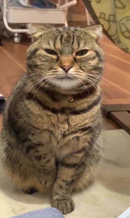 片手を上げる猫