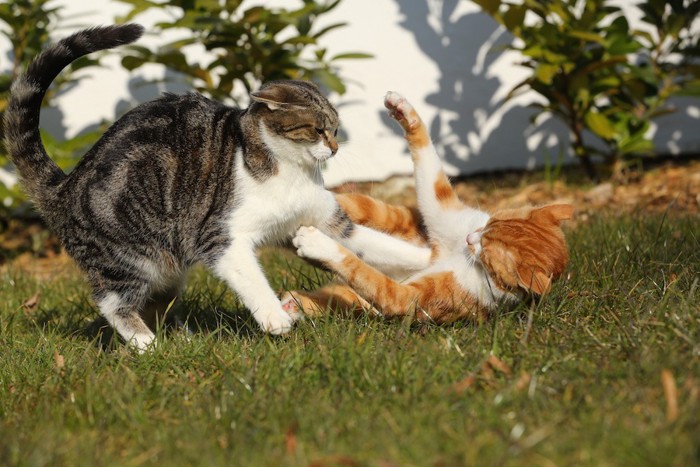 喧嘩する猫