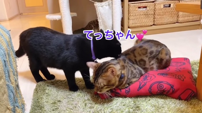 赤いクッションの上で寝る猫ととなりに立つ猫