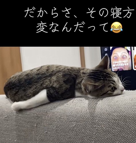 遠くを見つめる猫の写真