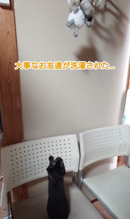 ぬいぐるみを見上げる子猫