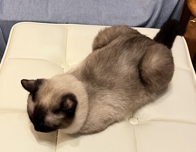 こげ茶色の猫