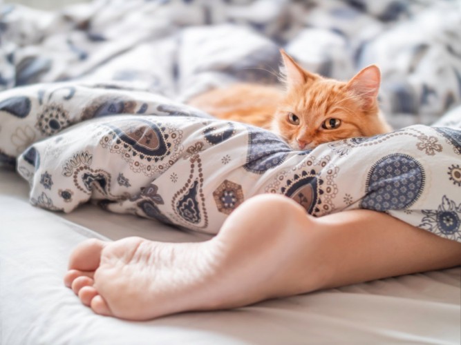 足元でくつろいでいる猫