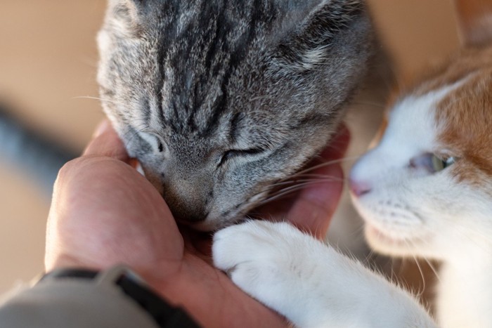 手から餌を食べる二匹の猫