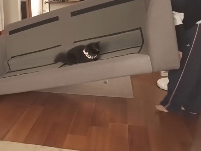 ソファの上の猫