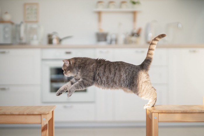 猫のジャンプ