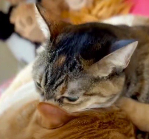 茶トラ猫の耳に顔を近づける麦わら猫