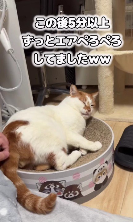 リラックスしている猫