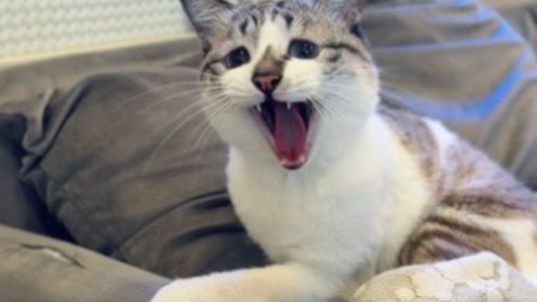 室内にいる猫