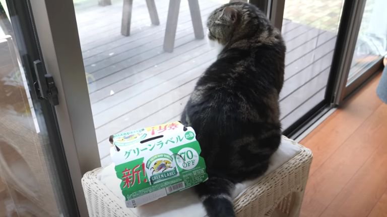 外を眺めている猫