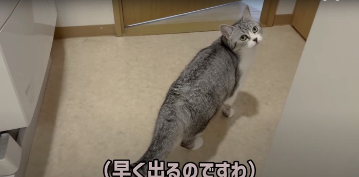 脱衣所のらかんちゃん