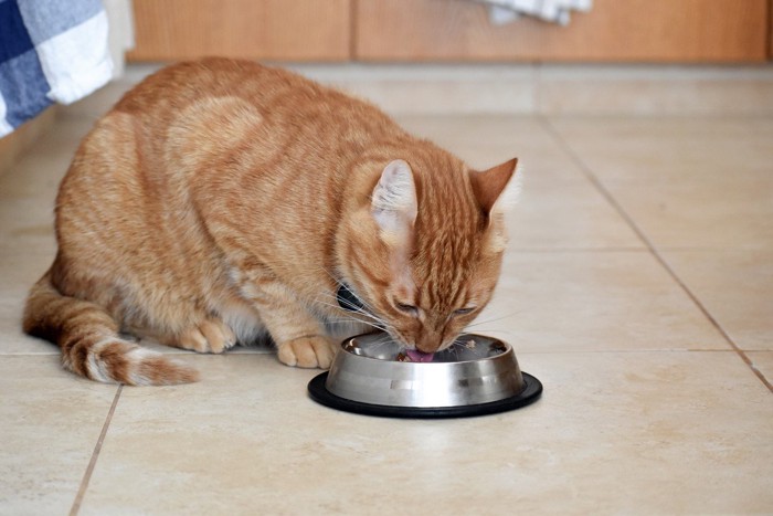 ご飯を食べる猫