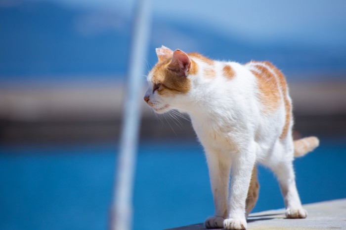 海岸を歩く猫