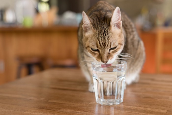 コップの水を飲む猫