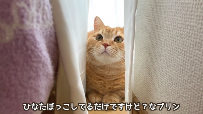 見上げる猫