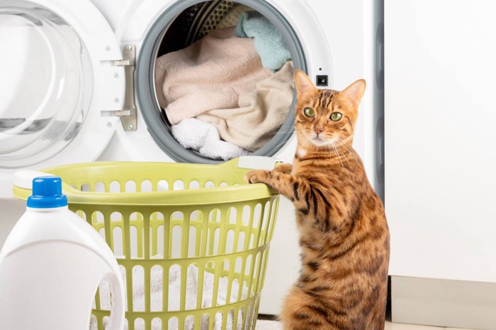 洗濯機のそばにたたずむ猫