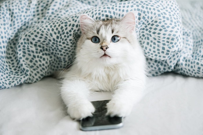 スマホを奪う猫