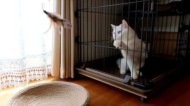 ケージの中の猫と猫じゃらし