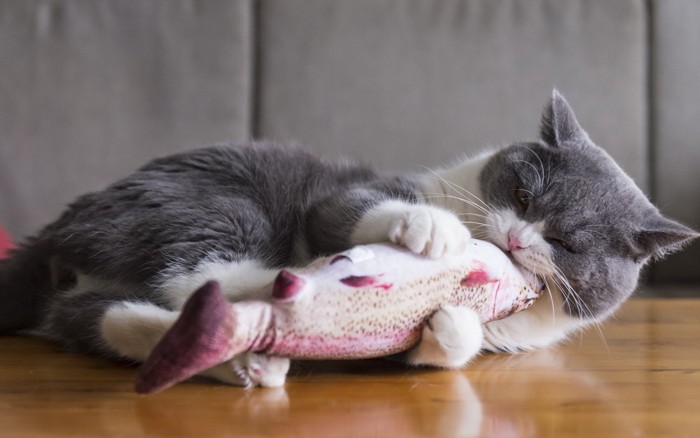 魚で遊ぶ猫