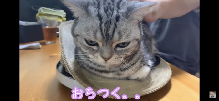 帽子に入る猫