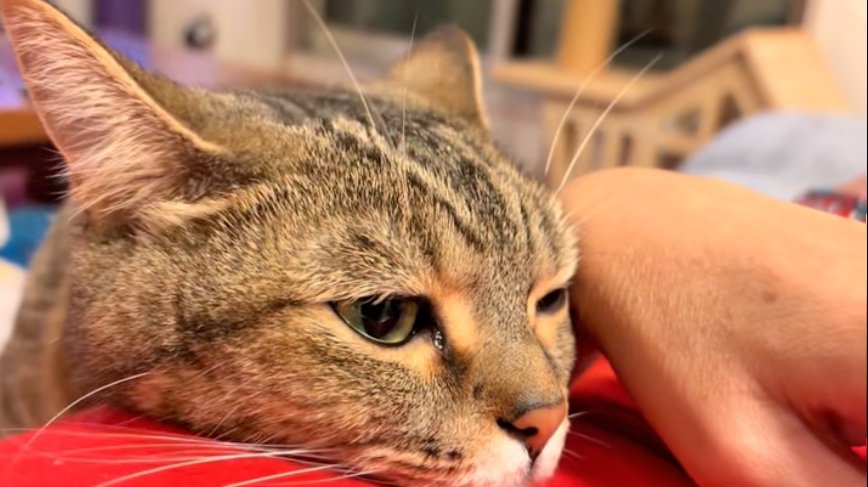 甘える猫