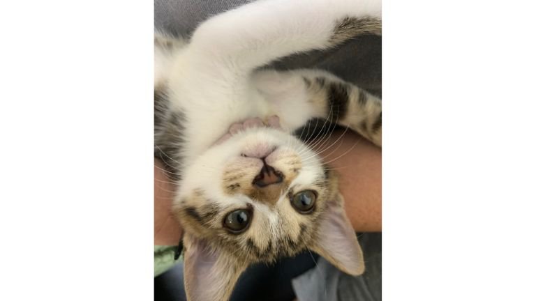 眠る猫