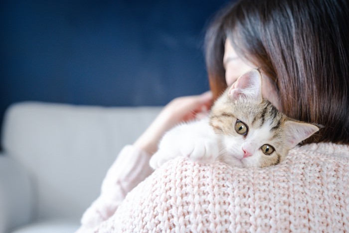 飼い主に抱っこされているスコティッシュストレートの子猫