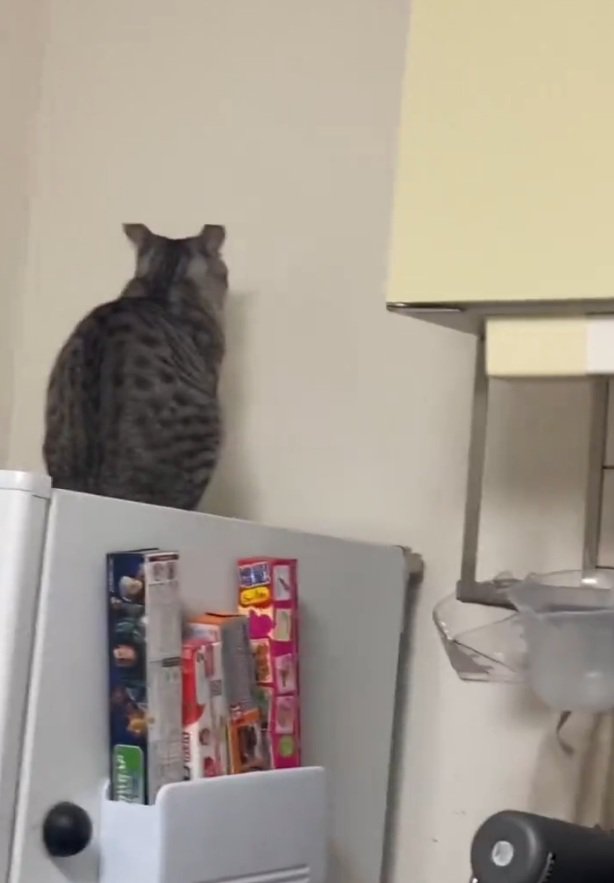 背を向ける猫