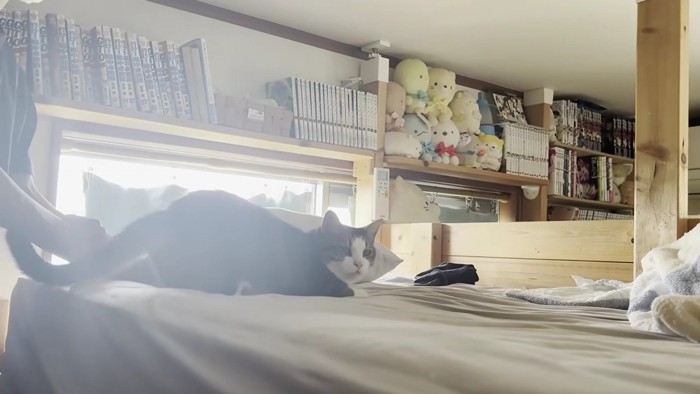 息子さんにくっついている猫