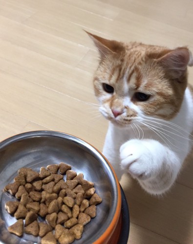 ご飯と猫