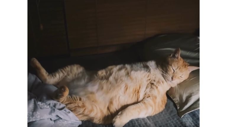 寝ている猫