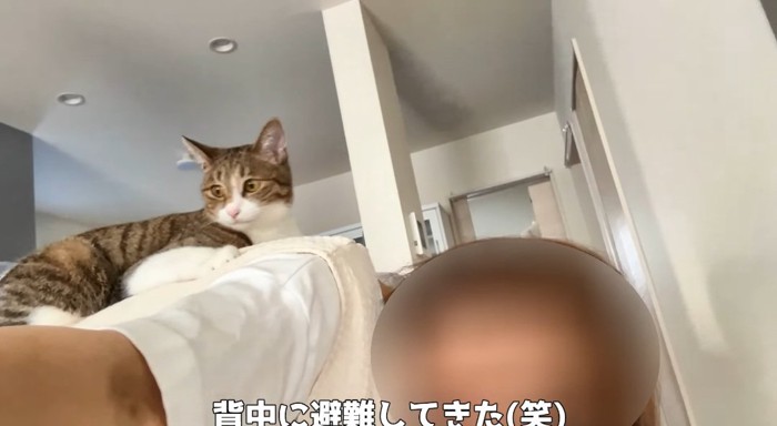 背中に乗る猫