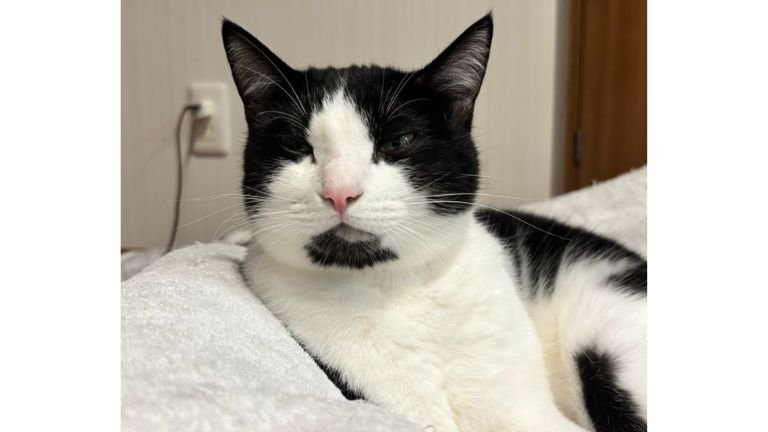 室内にいる猫