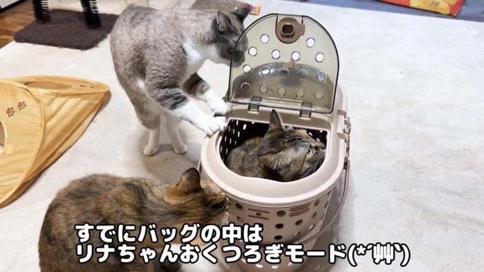 キャリーバッグの中の猫