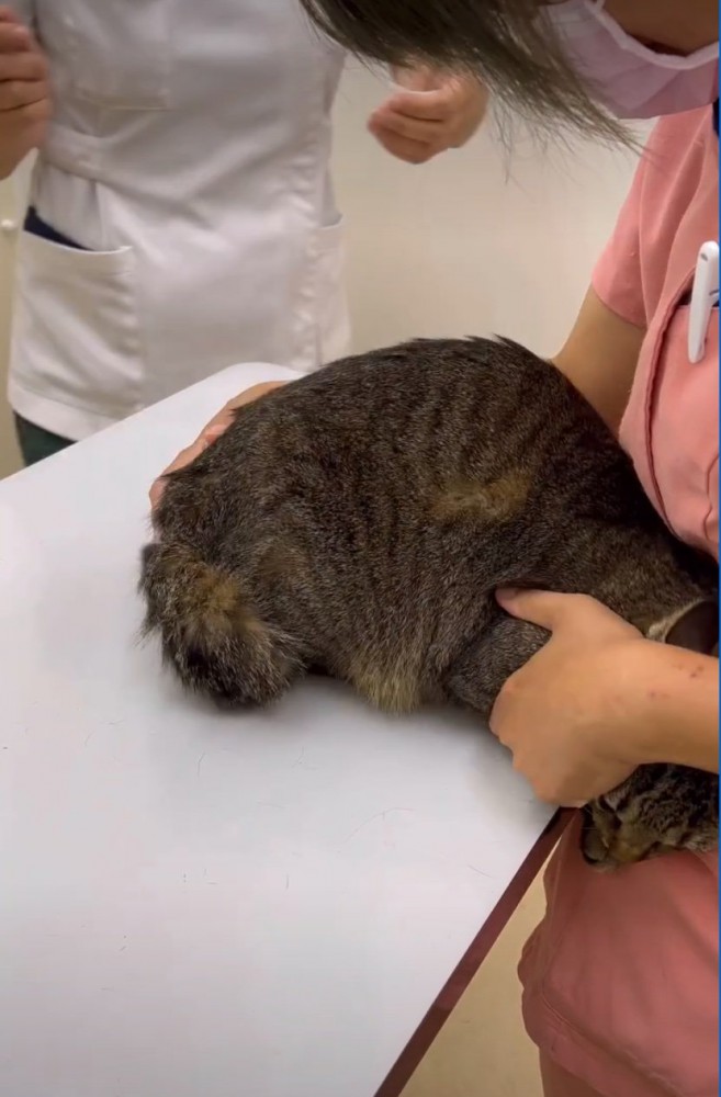 近づく獣医師