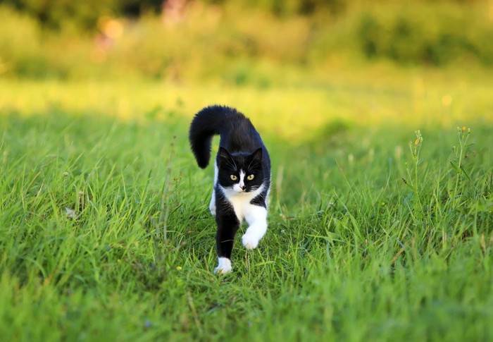 走ってくる猫