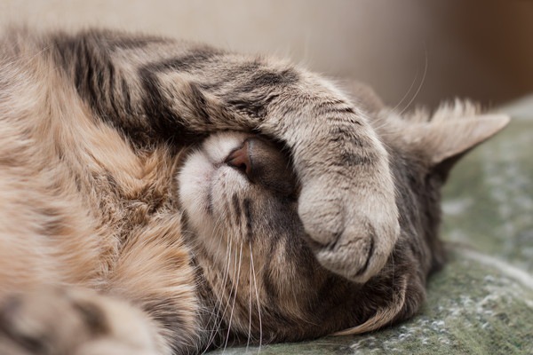 顔に手を抑える猫