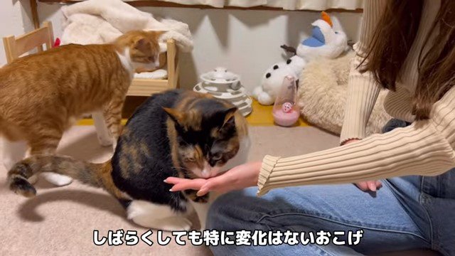 女性の手のにおいを嗅ぐ猫と近づく猫