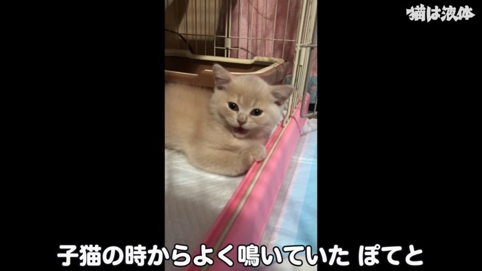 鳴いている子猫