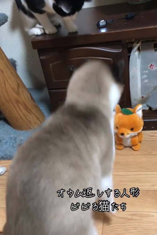 飛び上がる猫