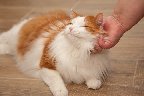 撫でられる茶白の長毛種猫