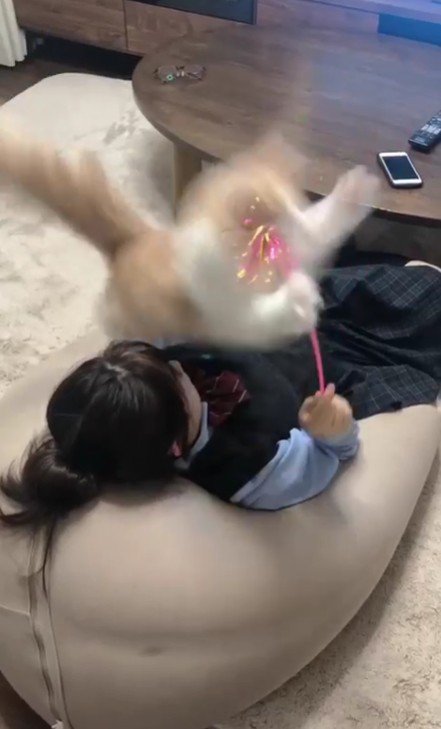 猫じゃらしで遊ぶ女の子と猫