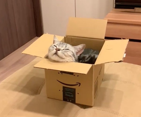 フチに顎を擦りつける猫